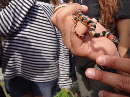 Schlangen in Uruguay - Falsa Coral