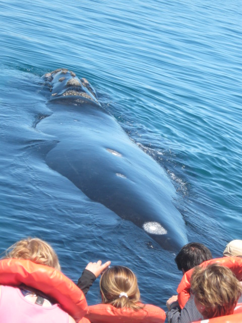 Wale hautnah Ecuador