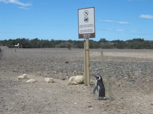 Pinguinreservat Punta Tombo