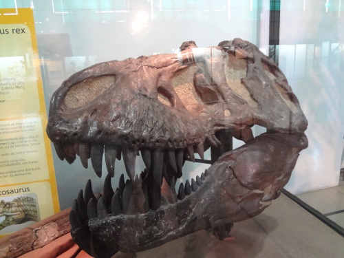 Dinosaurier Schädel Argentinien