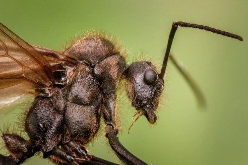 https://pixabay.com/de/ameise-makro-tier-insekten-klein-1127650/